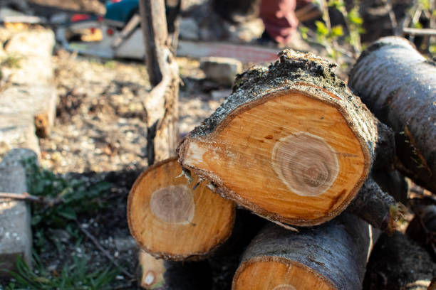 Best Tree Trimming and Pruning  in USA